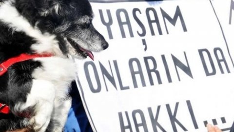 Keçiören Belediyesi'nden 17 köpeğin ağaca asılması hakkında açıklama