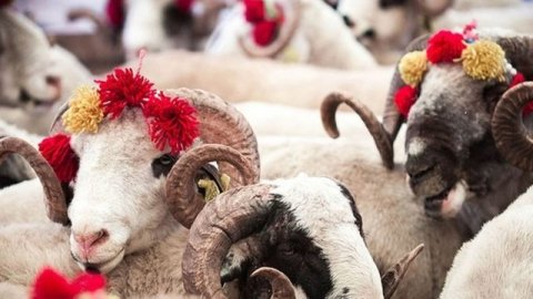 Yenimahalle Belediyesi’nde kurban satış yerlerine başvurular başlıyor