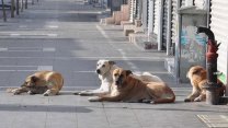 İç Anadolu Belediyeler Birliği'nden sahipsiz köpekler için Yaşam Kampüsleri Projesi