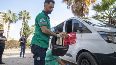 Mersin Büyükşehir Belediyesi’nin hayvan ambulansı sayısı 5'e yükseldi