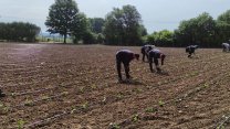 İzmit Belediyesi'nin Tarımsal Üretim Bahçesi’nde yazlık sebze üretimi başladı