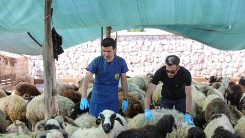 Buca Belediyesi'nden Kurban Bayramı öncesi kurbanlık satış pazarlarında denetim
