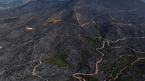 Seferihisar Belediyesi'nden orman yangınlarında zarar gören alanlar için dayanışma konseri