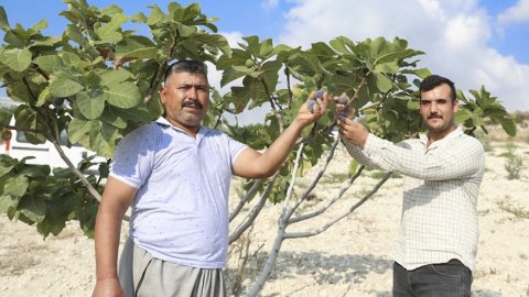 Mersin Büyükşehir Belediyesi çiftçilere dağıttığı incir fidanları meyve vermeye başladı
