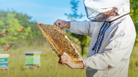 Manisa Büyükşehir Belediyesi'nden arıcılara yüzde 50 hibe ile kovan desteği