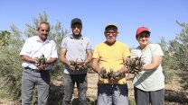 Mersin Büyükşehir Belediyesi'nden üreticiye ilk kez enginar yumrusu desteği