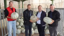 İzmit Belediyesi'nden 8 tonluk yerli üretim bal kabağı