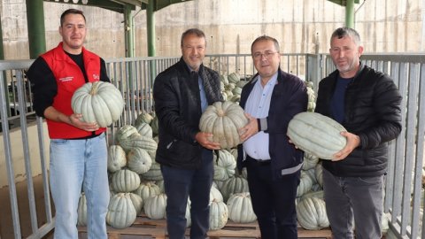 İzmit Belediyesi'nden 8 tonluk yerli üretim bal kabağı