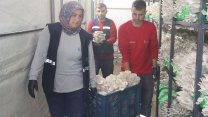 İzmit Belediyesi'nden 2,5 tonluk istiridye mantarı hasadı