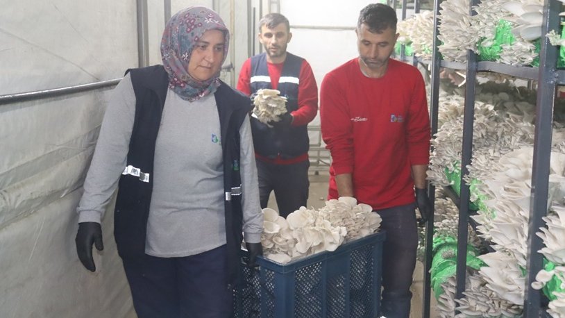 İzmit Belediyesi'nden 2,5 tonluk istiridye mantarı hasadı
