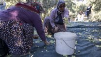 Mersin Büyükşehir'in fidan destekleri meyvesini vermeye başladı