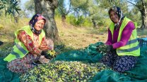 Burhaniye Belediyesi'nin zeytin hasadı başladı