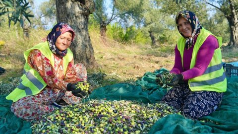 Burhaniye Belediyesi'nin zeytin hasadı başladı