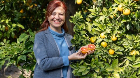 Mersin kan portakalı coğrafi işaret tescili aldı