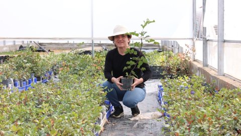 Antalya Büyükşehir’den Alanya’nın coğrafi işaretli keçiboynuzuna destek