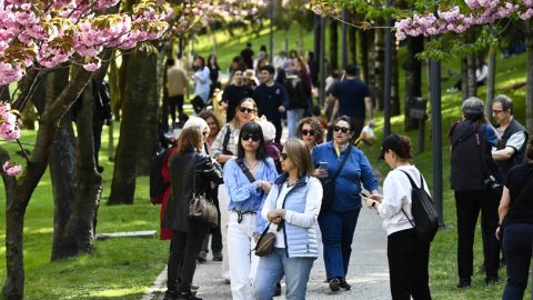 Ankara Büyükşehir Belediyesi'nden baharın simgesi sakuralar için yoğun mesai