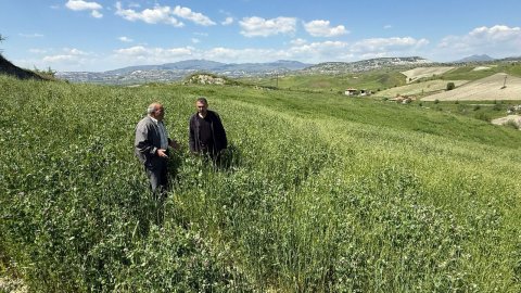 Manisa Büyükşehir Belediyesi’nin toprakla buluşan tohumları yeşerdi