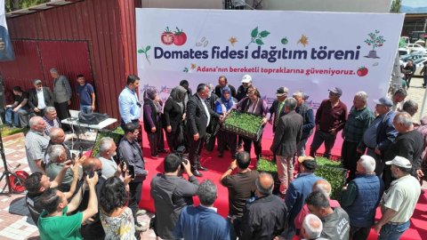 Adana Büyükşehir Belediyesi üreticiye yüzbinlerce domates fidesi dağıttı