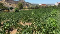 Menemen Belediyesi Ayvacık’ın 100 yıllık su hasretini dindirdi