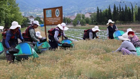 Kocaeli Büyükşehir Belediyesi TABİP projesinde 41 tür bitkinin hasadını yaptı