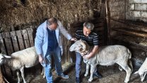 Kocaeli Büyükşehir Belediyesi'nin hayvancılığa desteği sürüyor