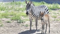 ABB'nin Atatürk Çocukları ve Doğal Yaşam Parkı'nda yeni üyesi minik zebraya isim aranıyor