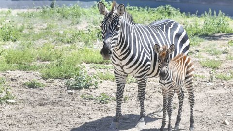 ABB'nin Atatürk Çocukları ve Doğal Yaşam Parkı'nda yeni üyesi minik zebraya isim aranıyor