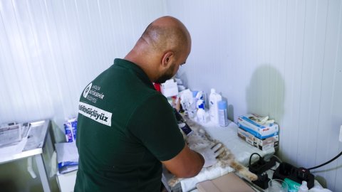 Antalya Büyükşehir’den sahipsiz sokak kedilerine özel mobil kısırlaştırma hizmeti