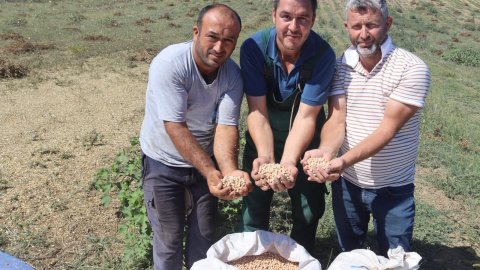 İzmit Belediyesi'nin nohut hasadı vatandaşın sofrasına bereket olacak